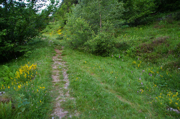 Le chemin entre Les Goules et l_Aouyassa