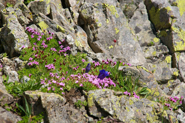 Parterre fleuri au dessus de Bassia Det Pi