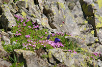 Parterre fleuri au dessus de Bassia Det Pi