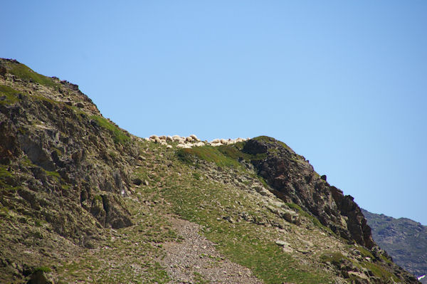 Des moutons vers le Pic des Mongs
