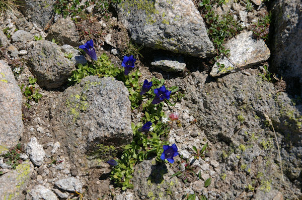 Joli bouquet de gentianes en montant vers le Col d_Hospitalet