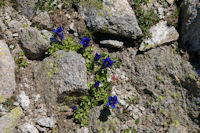 Joli bouquet de gentianes en montant vers le Col d'Hospitalet