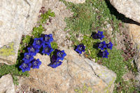 Joli bouquet de gentianes au Col d'Hospitalet