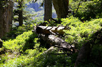 Dans le bois sous la Mouic, en descendant vers le Plaa d'Aste