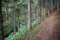 Le chemin dans les sapins au dessus du ruisseau de la Lie vers l_Ayouassa