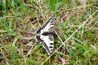 Un machaon peu farouche