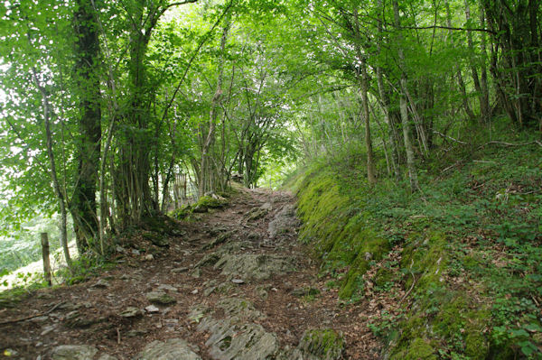 Le chemin arbor montant  l_Arboretum d_Arrens