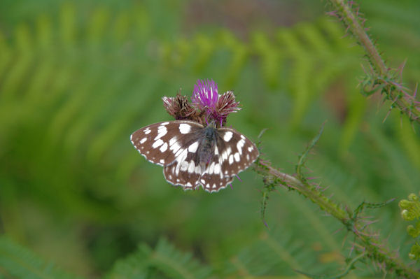 Joli papillon