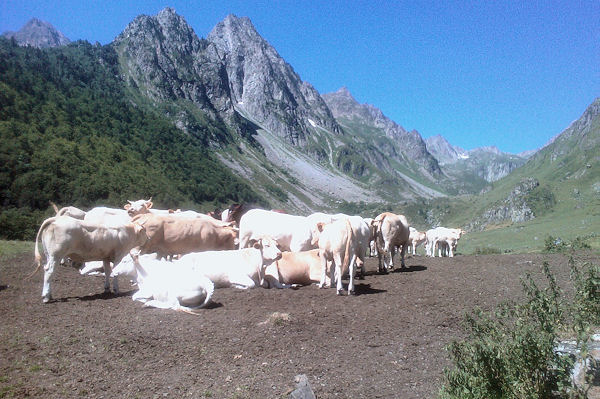 Des vaches en estive  Labas, au fond, le Petit et le Grand Arroubert