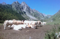 Des vaches en estive  Labas, au fond, le Petit et le Grand Arroubert