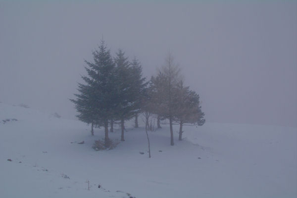 Sapins et mlzes au Col du Soulor