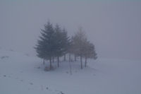 Sapins et mlzes au Col du Soulor