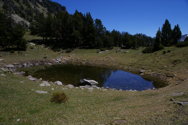 Un laquet au Sud-Est du lac d'Aumar