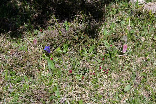 Petit parterre de fleurs...