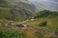 Les vaches du coin ont le pied pyrnen!