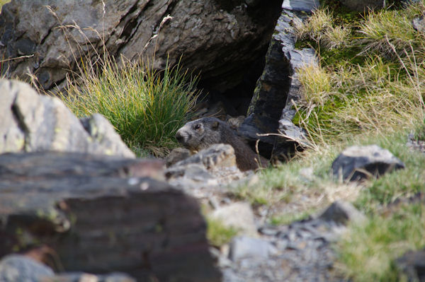 Une marmotte