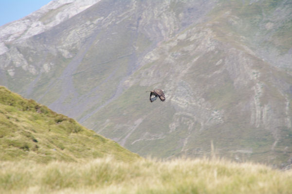 Un rapace mais lequel?