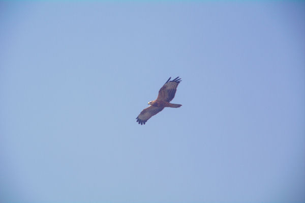 Un rapace mais lequel?