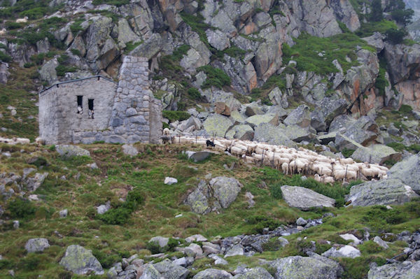 Des moutons rassembl devant la grange au dessus du Lac de la Glre