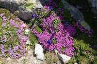 Festival de fleurs colores!