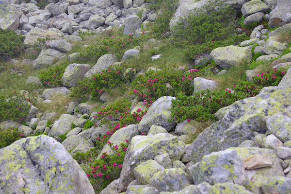 Quelques rhododendrons en fleur vers le Lac de Mounicot