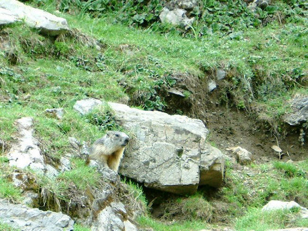 Une marmotte peu sauvage