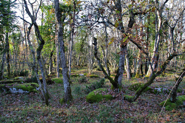 Le causse vers la Grotte de Roche Perce