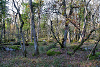 Le causse vers la Grotte de Roche Percee