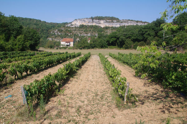 Des vignes  Sarrou