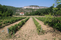 Des vignes a Sarrou