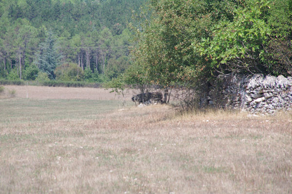 Un dolmen en descendant vers la Combe de Ravi