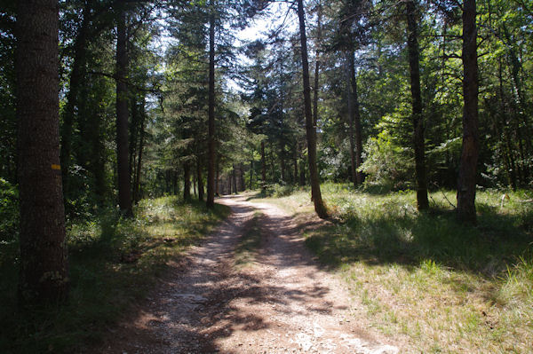 Le chemin en descendant de la Borie Haute vers la D17