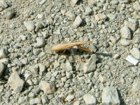 Une habitante de la vallee de l'Alzou