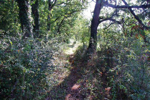 Le sentier remontant vers la D55