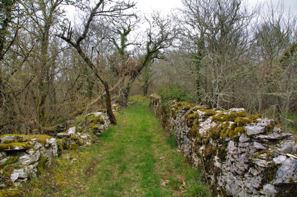 Le chemin vers Aubrac