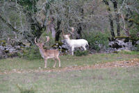 Deux daims vers Lac d_Auri