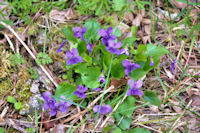 Qui veut ce bouquet de violettes!