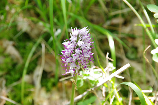 Une orchide dans le Causse de Cousis