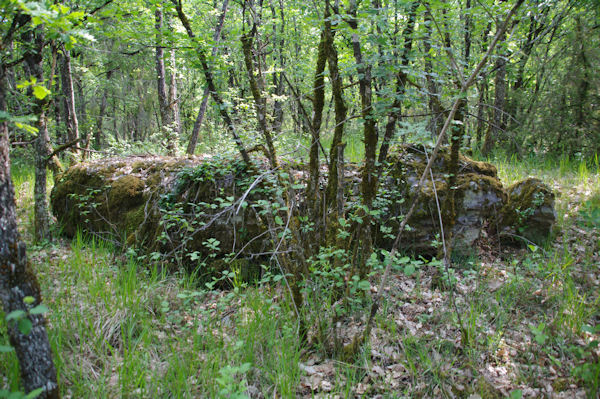 La table d_un dolmen au Causse de Cousis?