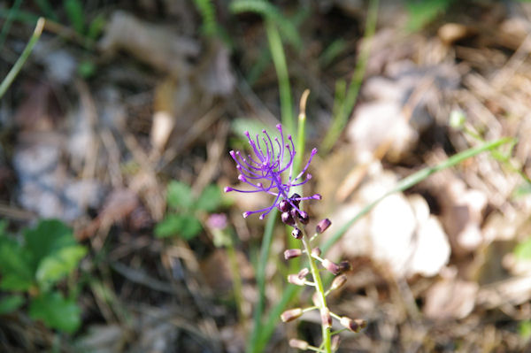 Une orchide prs de Ste Marie