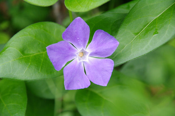 Jolie fleur dans la descente vers Niaudon