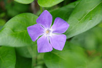 Jolie fleur dans la descente vers Niaudon