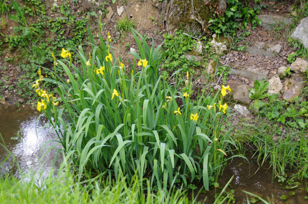 Iris jaunes dans le ruisseau de Raynal