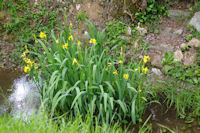 Iris jaunes dans le ruisseau de Raynal