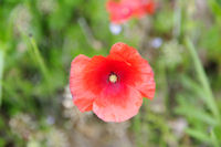 Coquelicot vers Niaudon