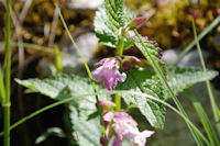 Une jolie fleur aux allures d_orchide dans le Causse de Cousis