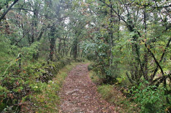 Le chemin au dessus de Riols