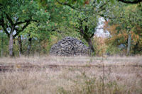 Une cazelle aux Bos