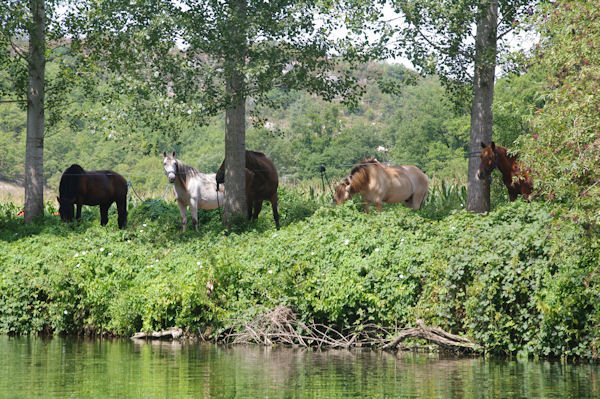 Des chevaux au bord du Cl vers Monteils