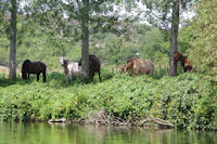 Des chevaux au bord du Cele vers Monteils